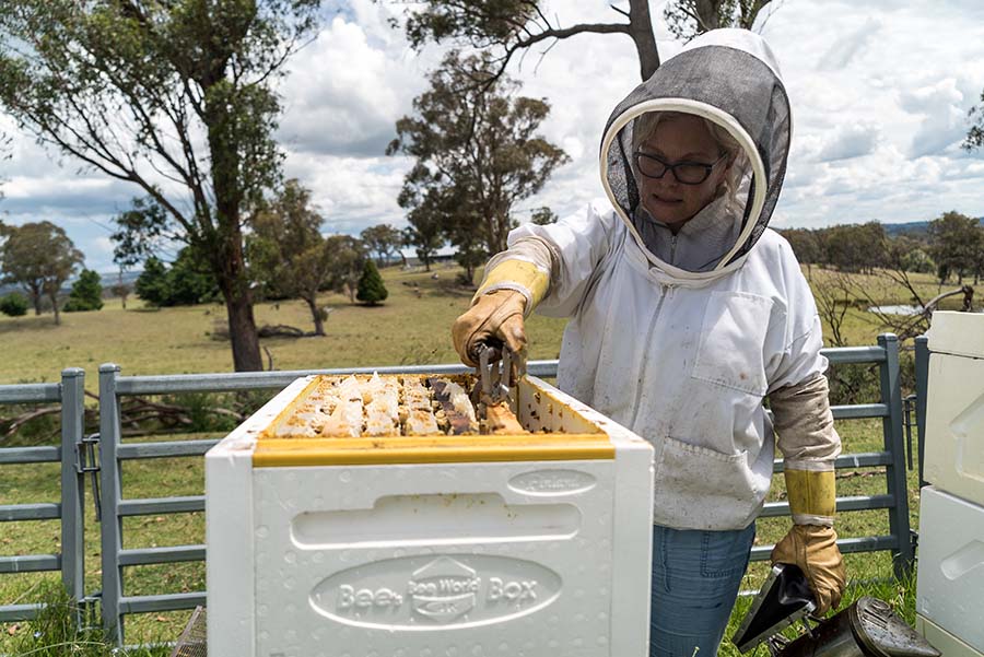 Carolyn Sonter inspecting her bee hives.