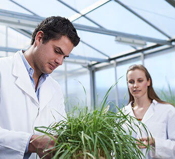 In the UNE greenhouse, a male research student in a white lab coat is looking down at the leaves of a plant while a female research student looks on.