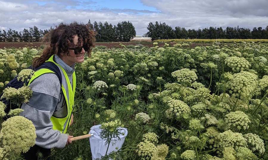 Abby Davis catching wild fly pollinators in a hybrid seed carrot field in Griffith, NSW.