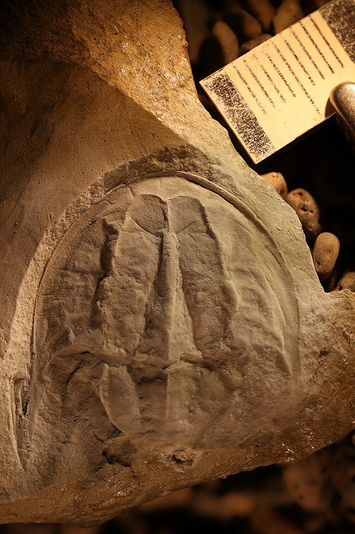 Tasmaniolimulus horseshoe crab