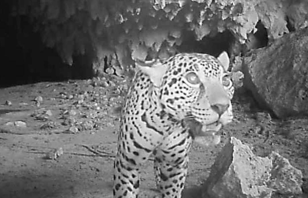 A black and white image of a jaguar looking into a camera trap in one of Mexico's Yucatan caves.