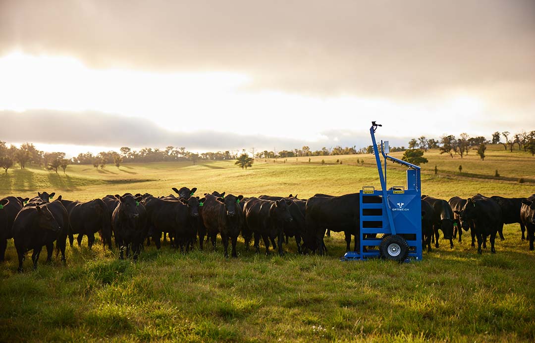 The Optiweigh in a paddock surrounded by a large group of black angus cattle.