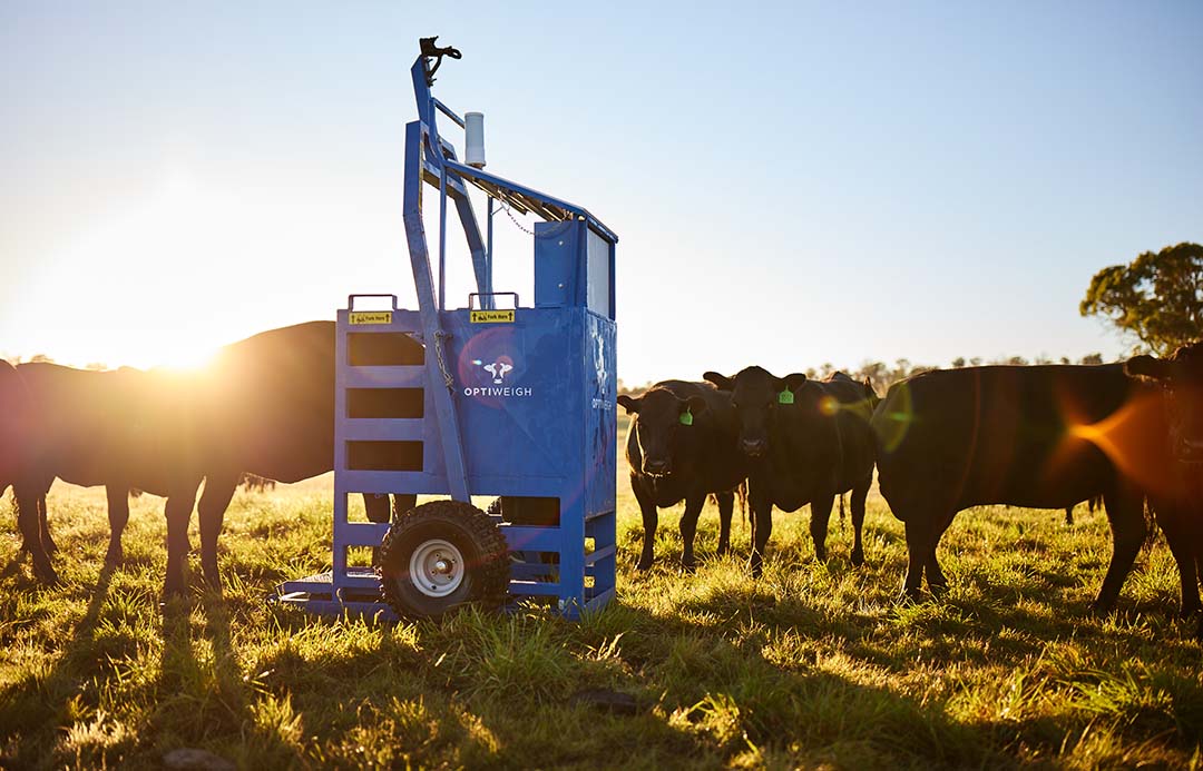 Picture showing the Optiweigh being used by a cow, with a group of black angus cattle in the background.